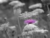 recolored flower