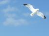 seagull south beach, Miami Beach