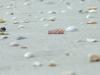 seashells as Naples, FL