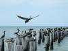 pelicans at Naples, FL