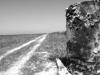 in the Everglades