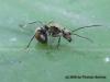 An ant?