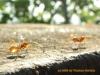 Ants