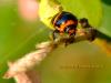 A bug